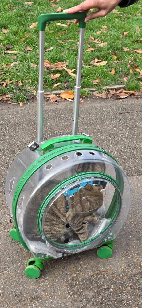 cat out for a walk/ride