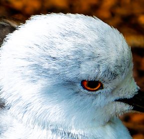 A close up of a black-winged stilt's head, showing an amber ring around the eye. The head is white with a black beak, with amber leaves in the background.