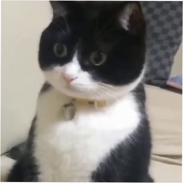 a black and white cat is sitting on a bed