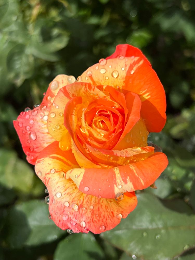 A stunning closeup of a yellow and orange rose, deep green leaves in the background  and embellished with water drops.