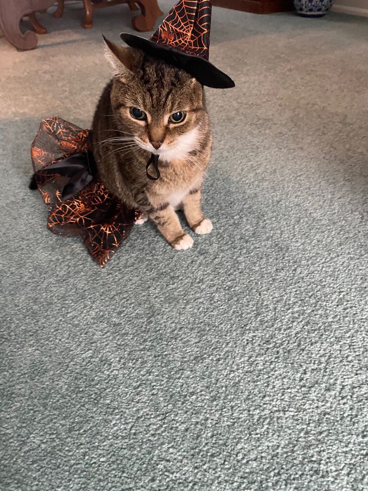 Tabby cat wearing a witches hat and skirt