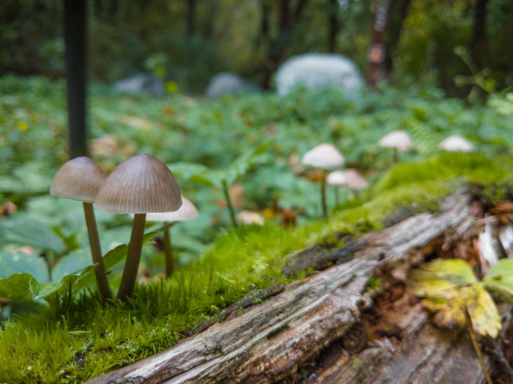 tiny pale brown mushrooms growing out of a thick lush carpet of green moss on top of a log. this picture is one of my favourites i've ever taken
