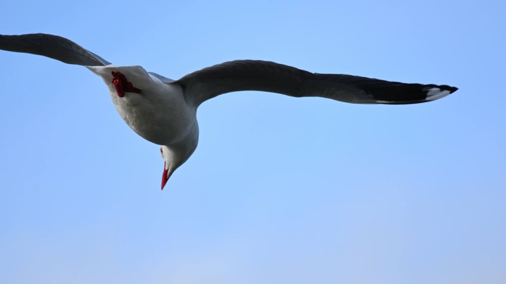 Red-billed gull at Wellers' Rock