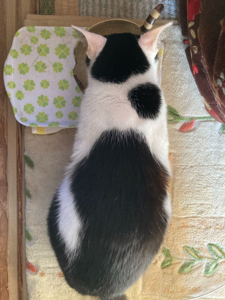 真上から見た猫。インクを零したようなような不思議な模様である。