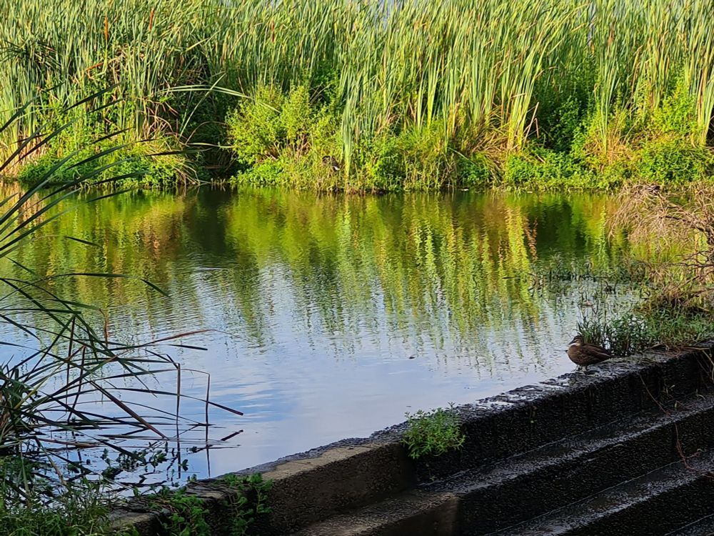 Smooth water above a stepped weir. Background of flourishing reeds.