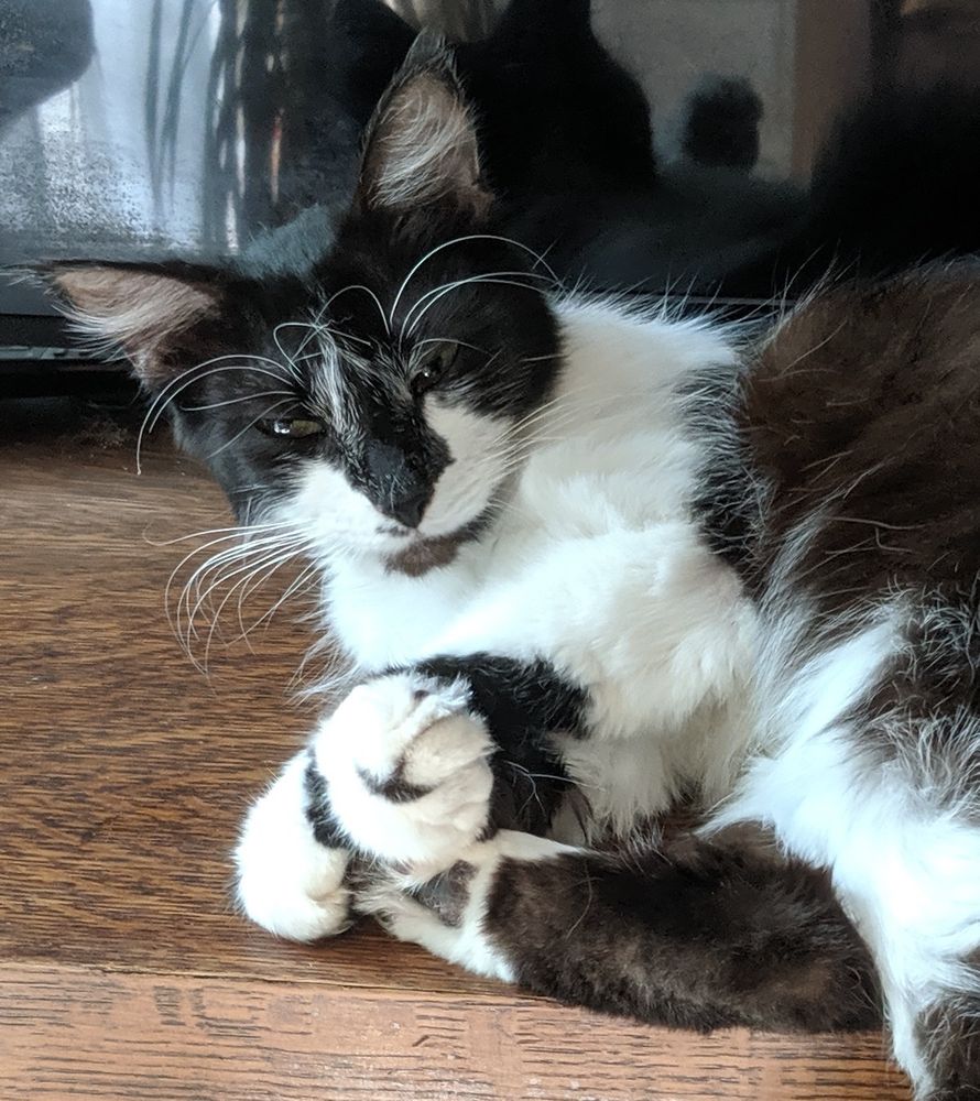 Smudge a long haired black and white cat with impressive whiskers and eyebrows lounges on her side while raising her middle claw to the world.