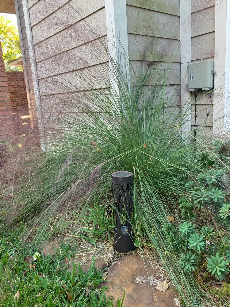 An exuberant specimen of pink muhly grass, which last year we called Flock of Seagulls from the way it flopped over, and now it's about as tall as I am.