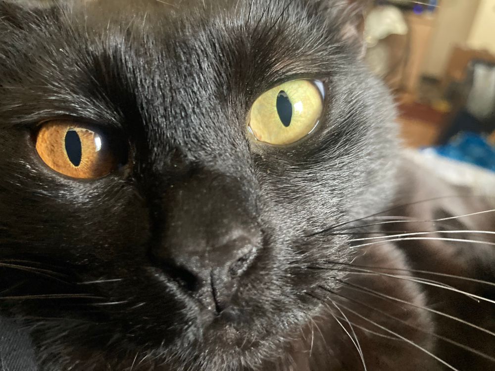 A close up of a black kitty with one orange eye and one gold eye looking directly at the camera