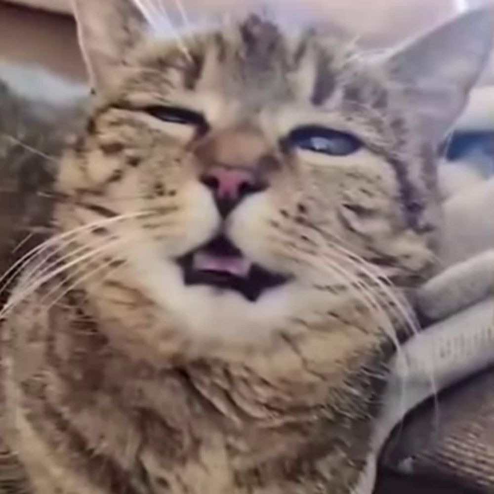 a close up of a cat with its mouth open and its eyes closed .