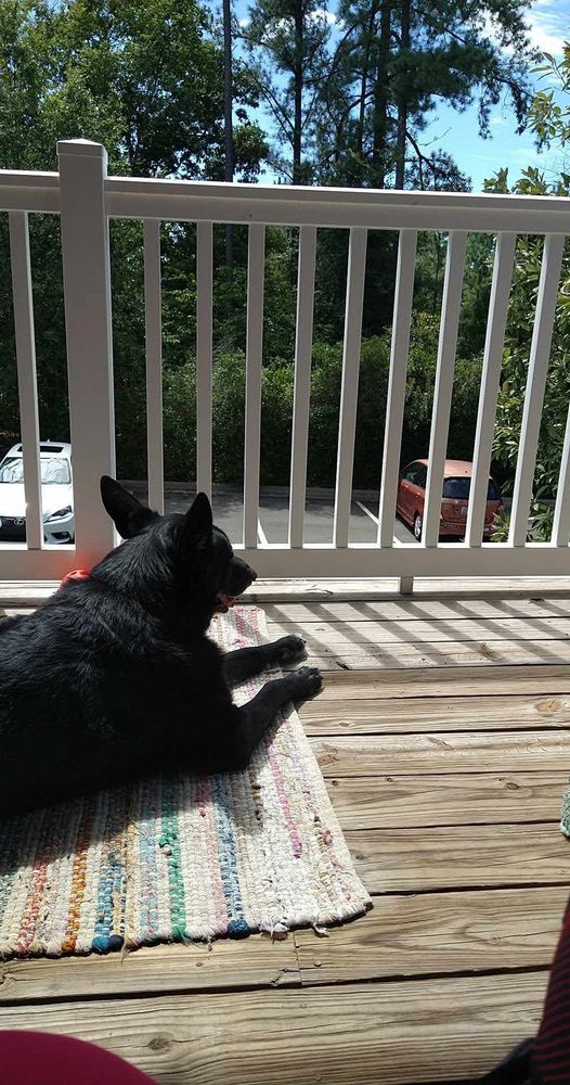 A black German shepherd laying down on a rug on a wooden balcony facing away from the camera towards a railing with a parking lot and trees in the background. 