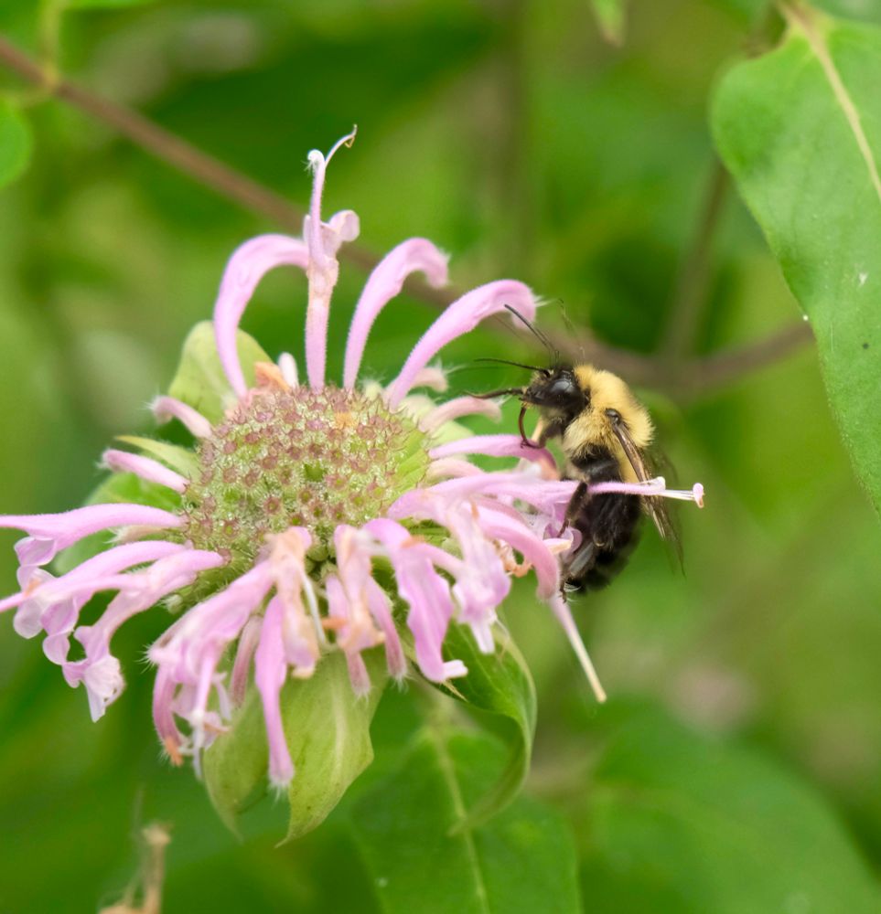 This is a photo of a two-spotted bumblebee on bee balm.
Fuji X-T4, 120mm, f/5.6, iso1600, 1/1000s