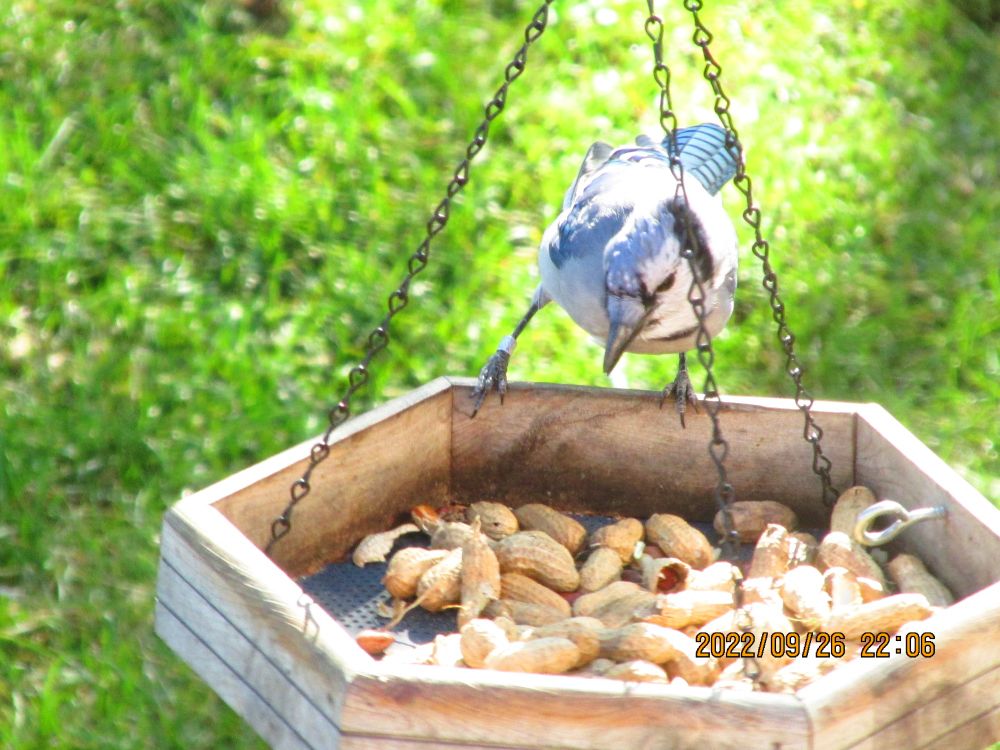 Blue Jay bird looking at peanuts