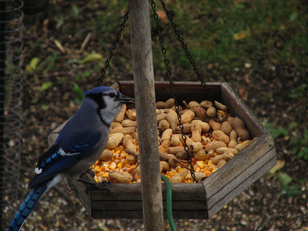Blue Jay Bird
