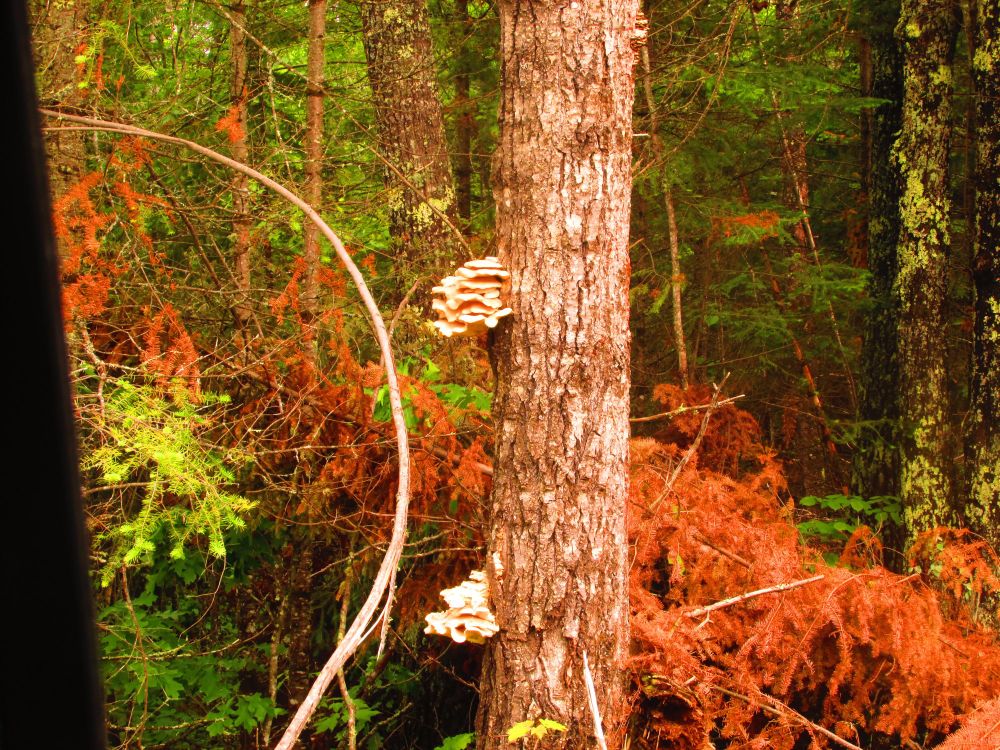 Mushrooms growing on a tree