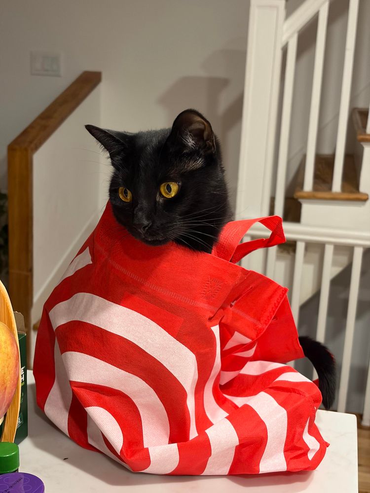 A black cat sticking her head out of a Target bag