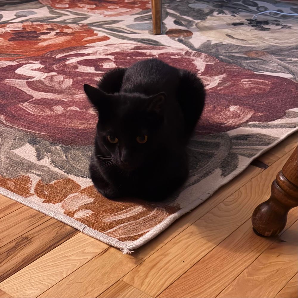 A black cat sitting on a carpet