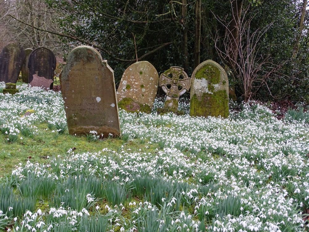 Churchyard at St. Mary's covered in snowdrops with a few wonky headstones (c) Maria Luisa Latorre