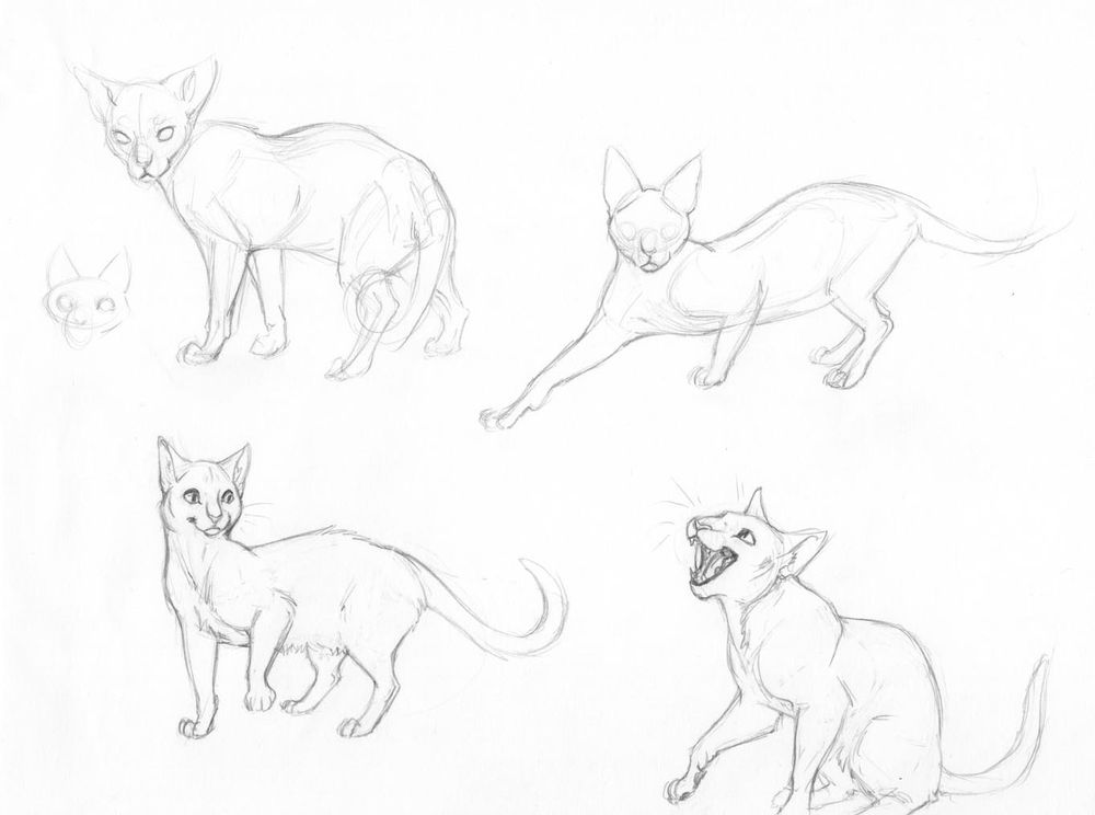 Some more cat studies