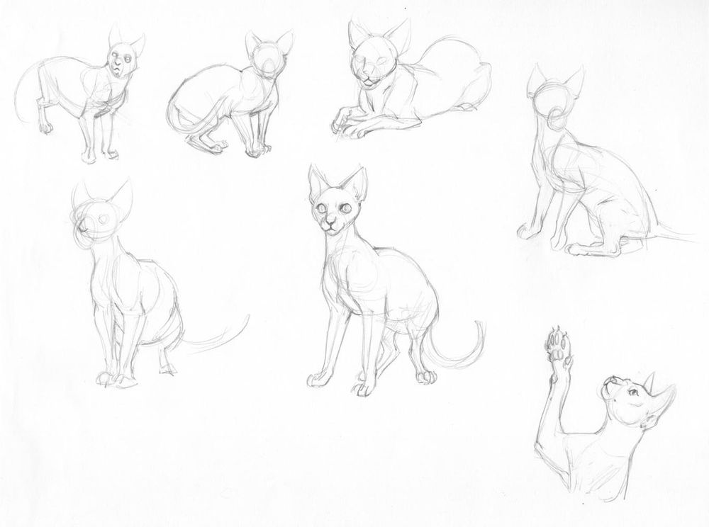 Some studies of a sphynx breed cat/hairless cat