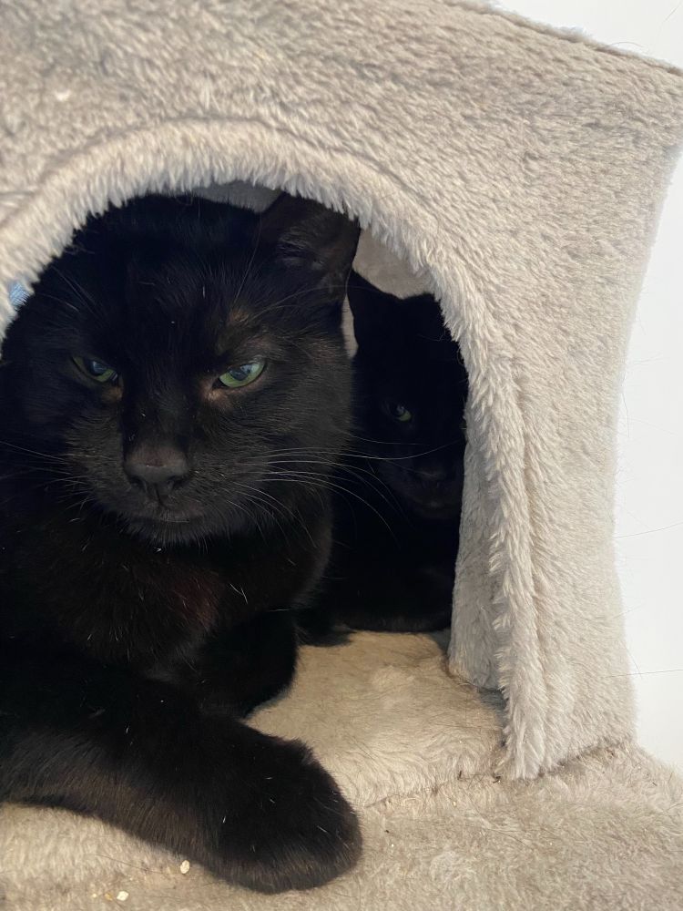 2 chats noirs (Azrael et Lilith) dans une niche d’arbre à chat, Azrael au premier plan, Lilith au fond en arrière plan