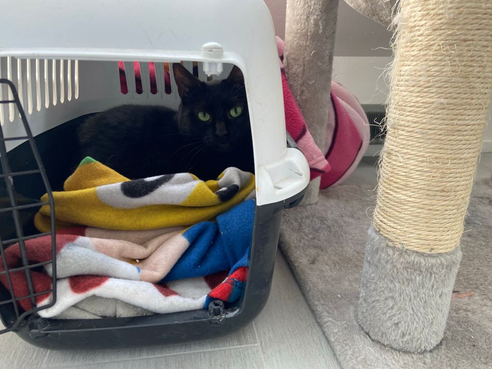 Lilith (chat noir) dans la caisse de transport tout au fond, et Anzû (chat noir) qu’on ne voit pas mais qu’on devine enveloppé dans un plaid qui fait une bosse derrière la caisse…