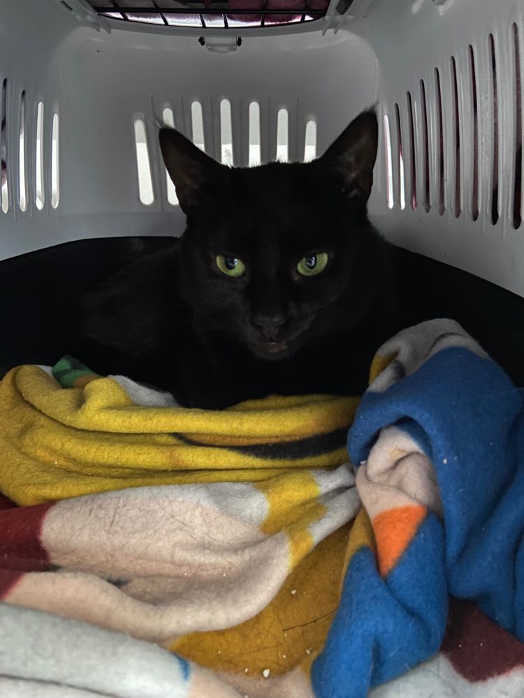 Chat noir (Lilith) au fond de la caisse de transport garnie d'un plaid