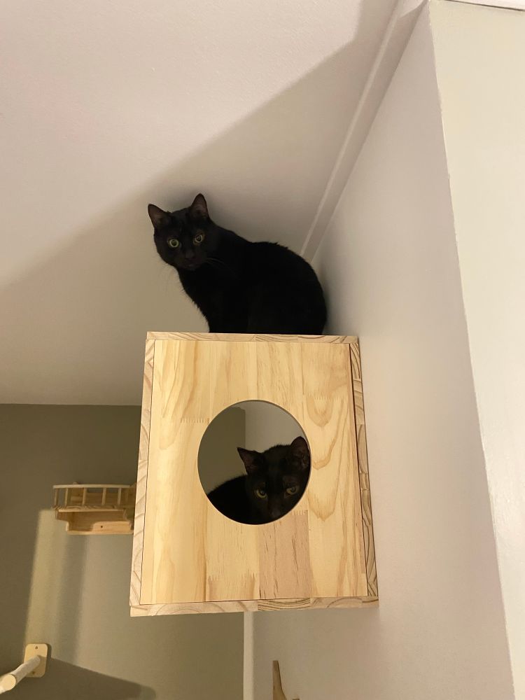 Chats noirs (Samael et Anzû) sur étagère de parcours mural : Samael dans la boîte et Anzû sur la boîte