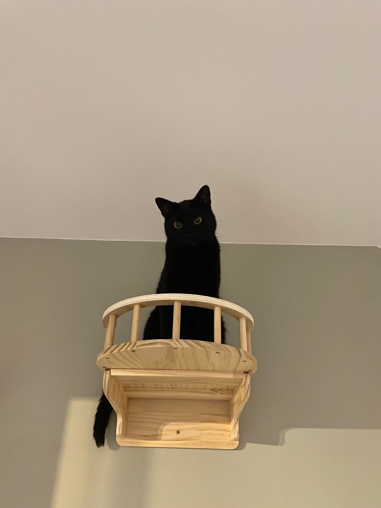Chat noir (Beerus) sur étagère de parcours mural