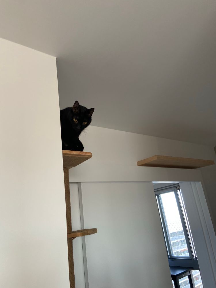 Chat noir (Samael) sur étagère de parcours mural