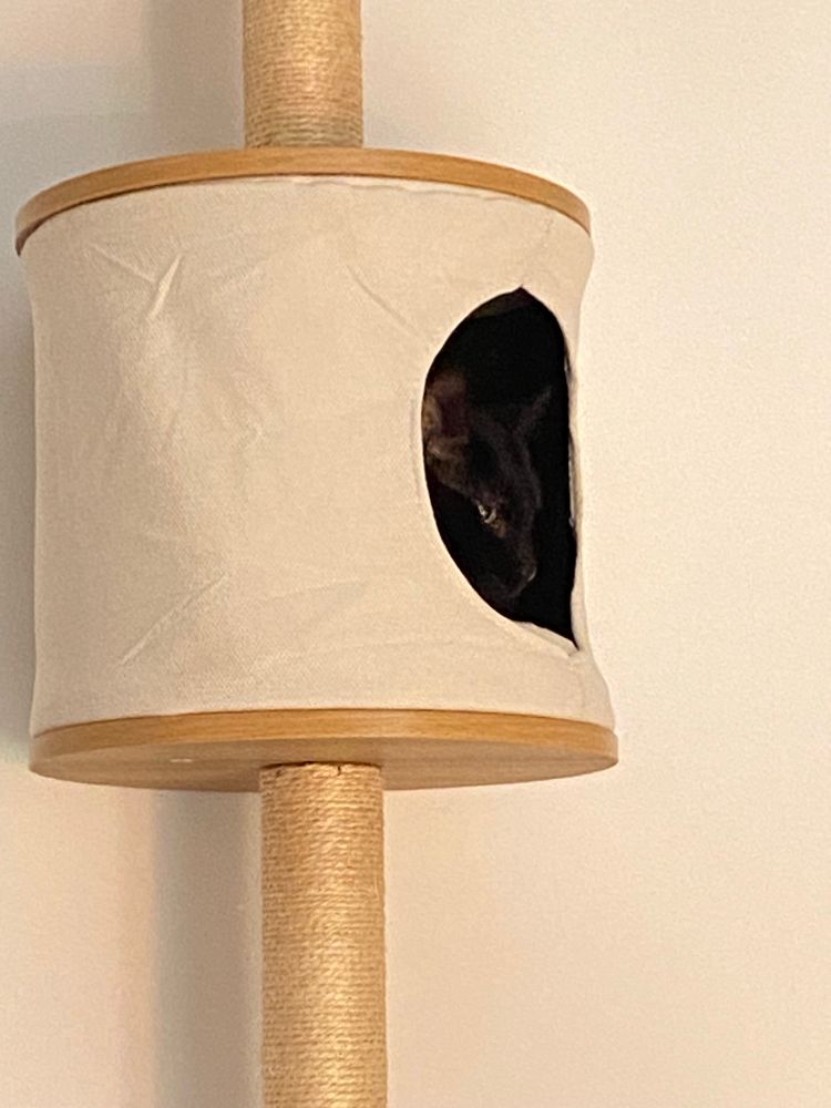 Chat noir (Azrael) dont on ne voit que la tête dans la niche de l’arbre à chat mural