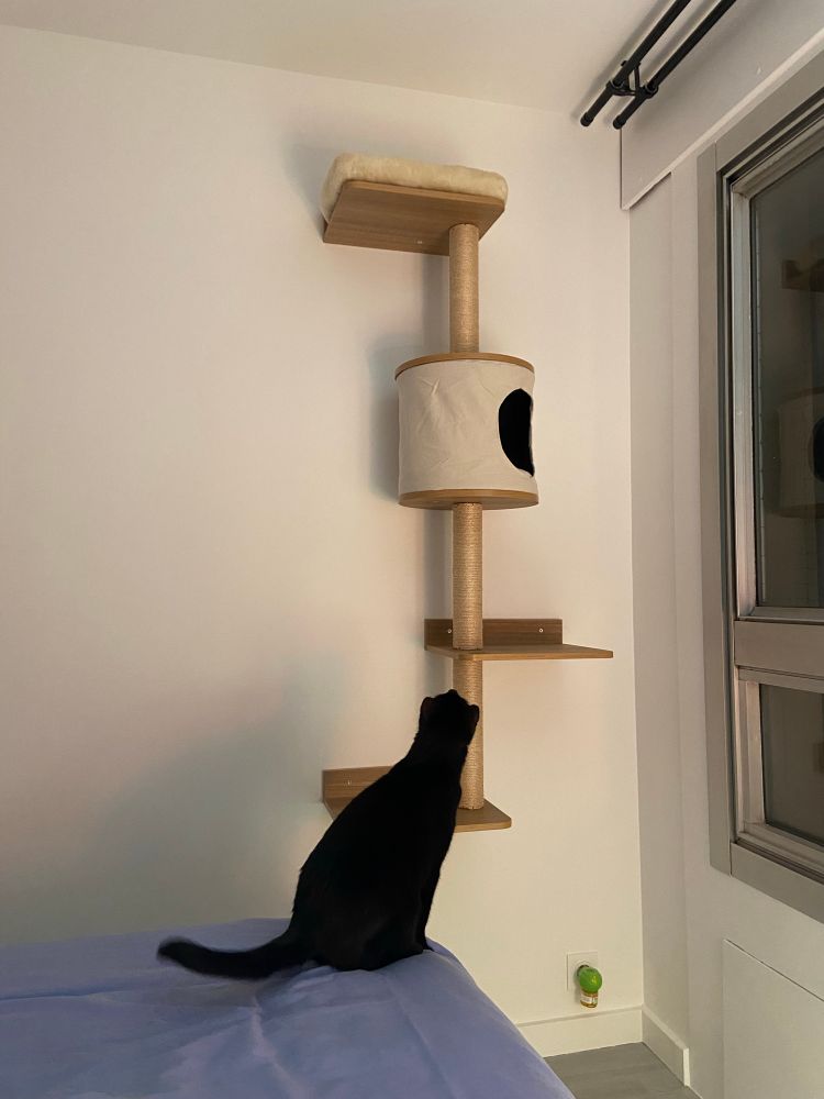 Chat noir (Azrael) regarde arbre à chat mural