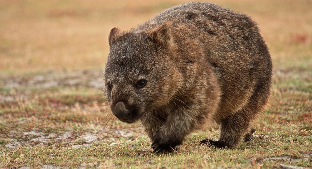 Photo de wombat