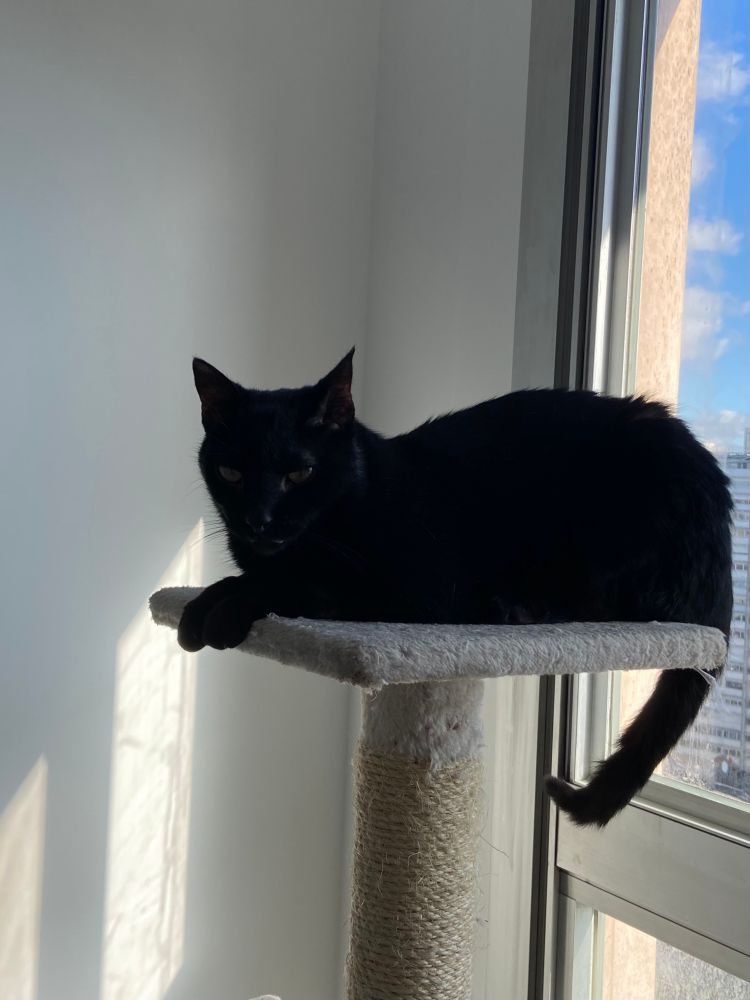 Samael (chat noir) couché les pattes avant devant et la queue qui pend derrière sur le dernier étage de l’arbre à chat blanc, devant la fenêtre (mais donne le dos à la fenêtre 🤷🏽‍♀️)