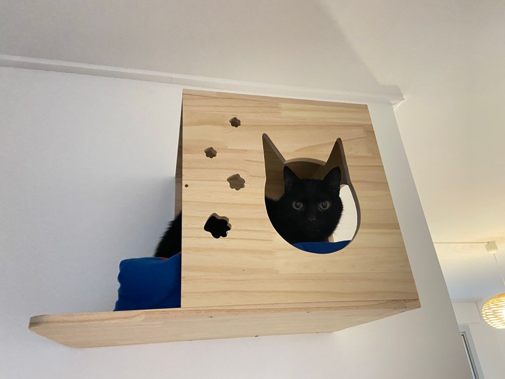 Chat noir (Samael) sur étagère de parcours mural