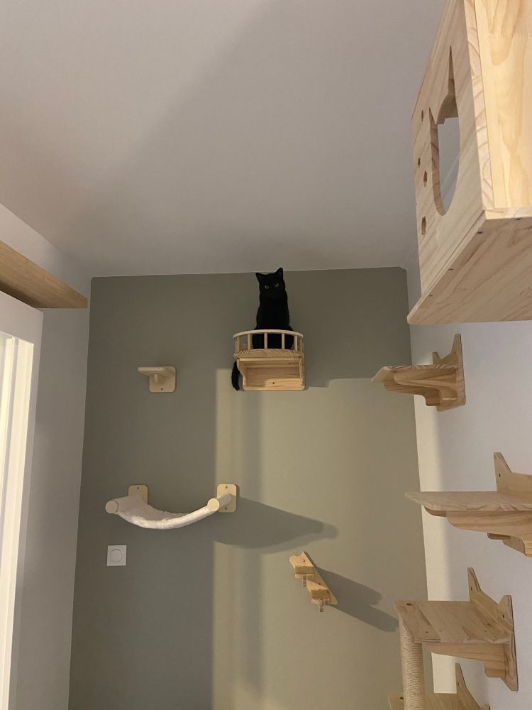 Chat noir (Beerus) sur étagère de parcours mural