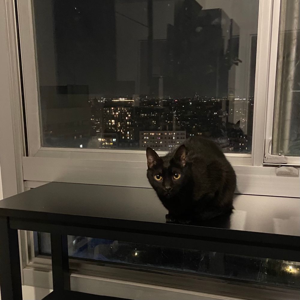 Samael (chat noir) couché sur la table devant la fenêtre, donnant dos à la fenêtre et me regardant