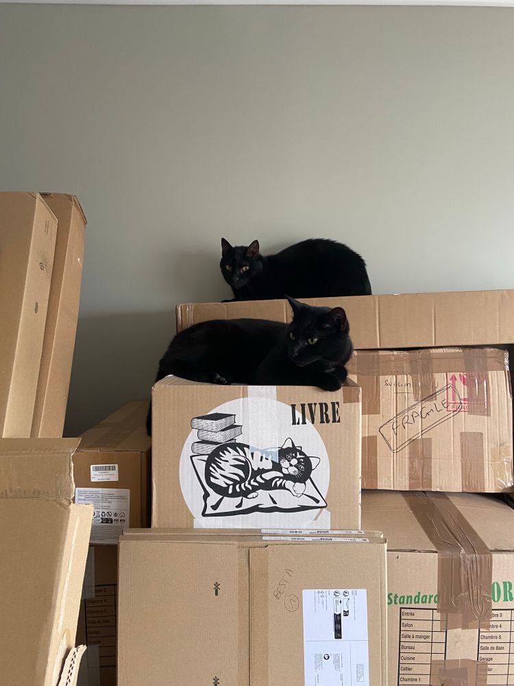 2 chats noirs (Samael en haut, Beerus en bas) couchés à deux « étages » différents sur des cartons empilés, l’un au-dessus de l’autre, observant les gueux qui travaillent