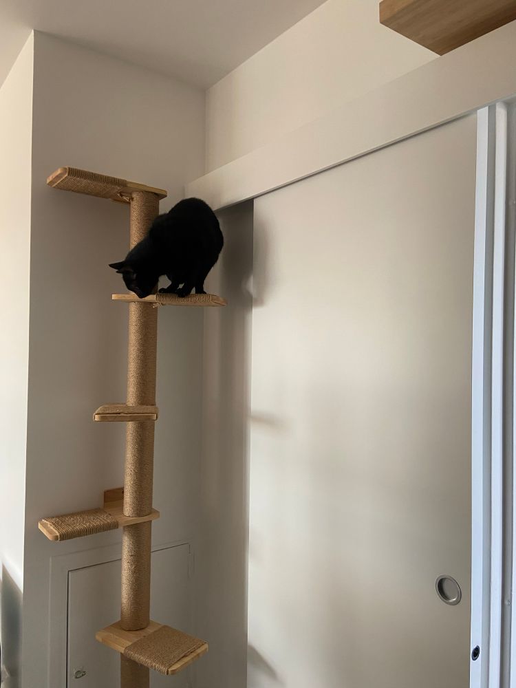 Chat noir (Samael) sur étagère de parcours mural