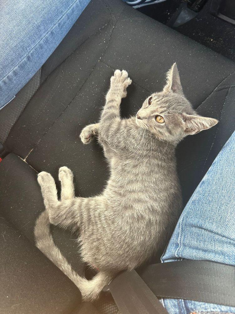 Petit chat gris tigré avec des yeux couleur ambre
