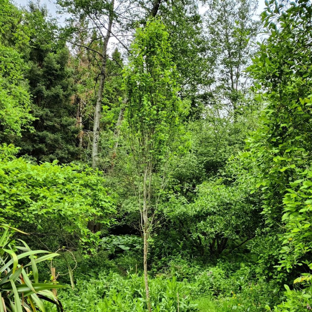 Lush green growth in a woodland with trees and shrubs at different heights.