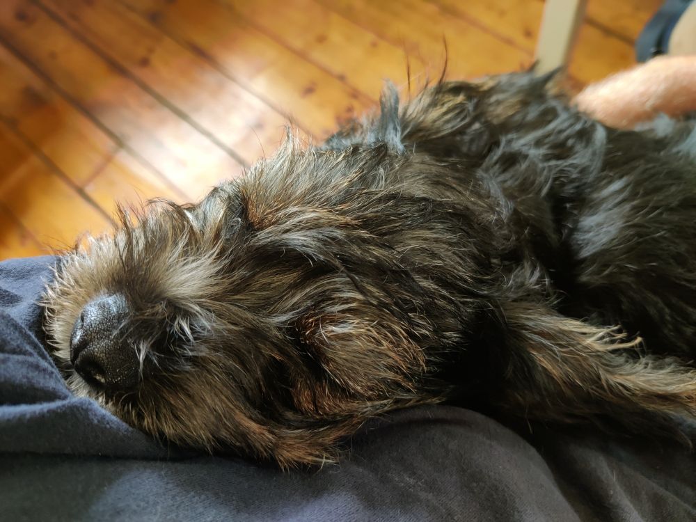 A close-up image of a small, scruffy black and brown puppy sleeping peacefully with its head resting on me. The pup's fur is slightly wavy, and its shiny black nose is prominent. The background shows a warm-toned wooden floor.
