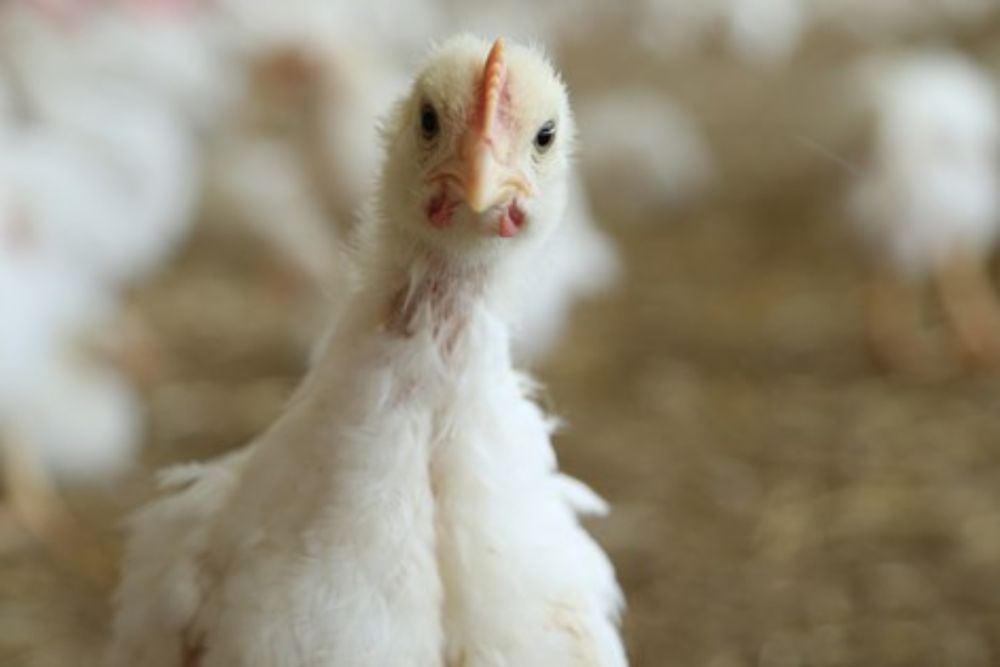 SPOTLIGHT: UK Retailer policies on indoor-reared fresh chicken