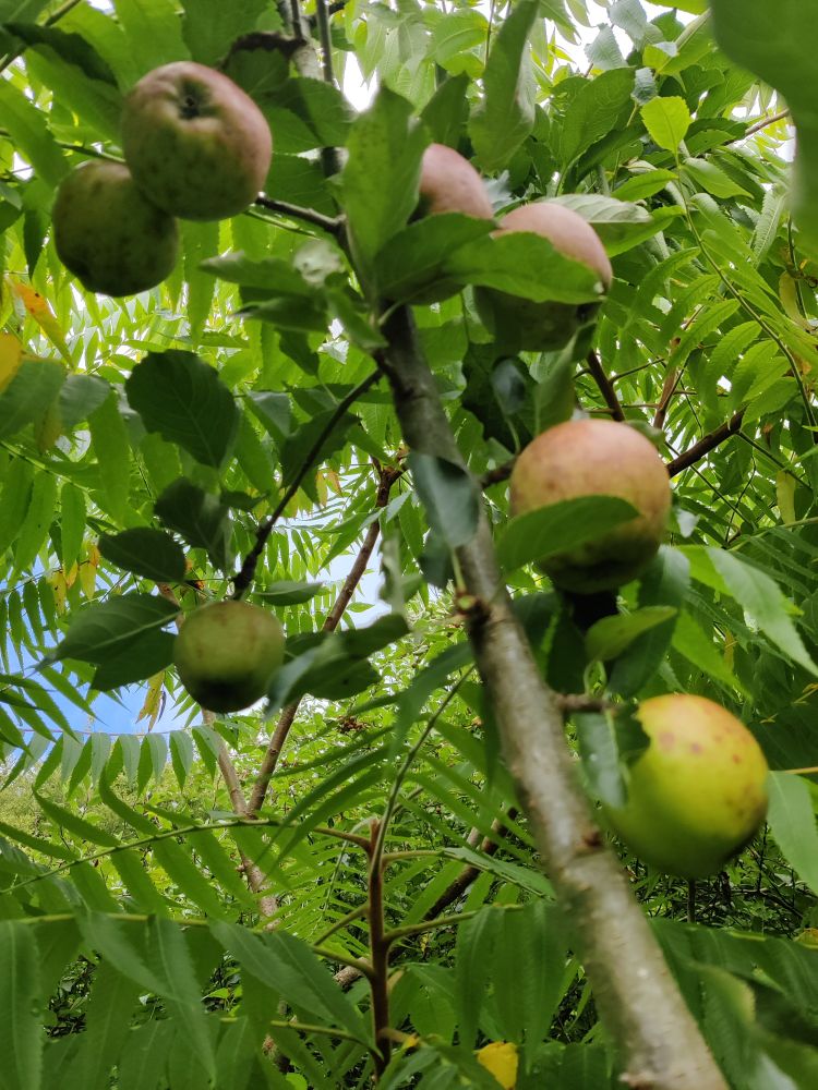 More apples, with staghorn sumac crowding them in the background.