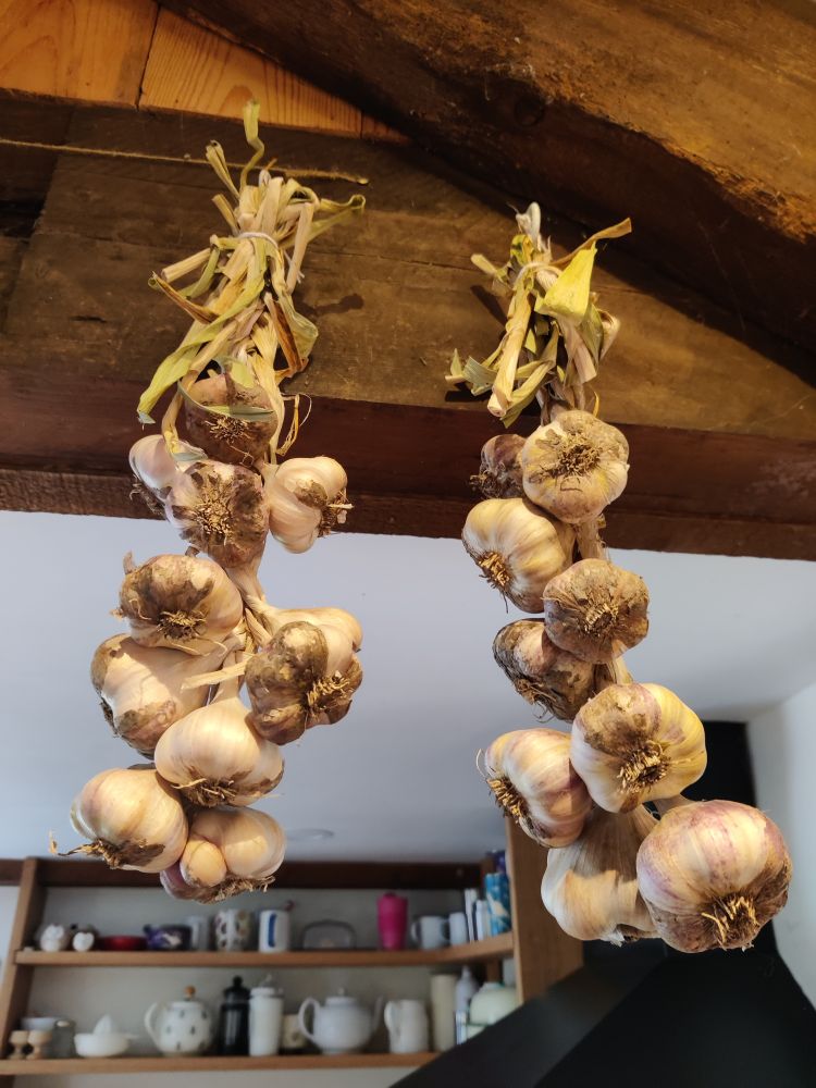 Two ridiculously badly braided bunches of garlic hanging from a wooden beam, looking like they've been dragged through a hedge backwards after being used in a game of football.
