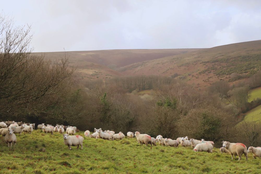 Growing an Agroforestry Co-operative - Royal Forestry Society