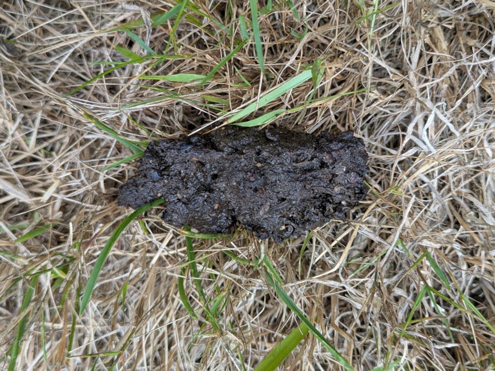 Some poo on a patch of dry grass. It's rough and dark.