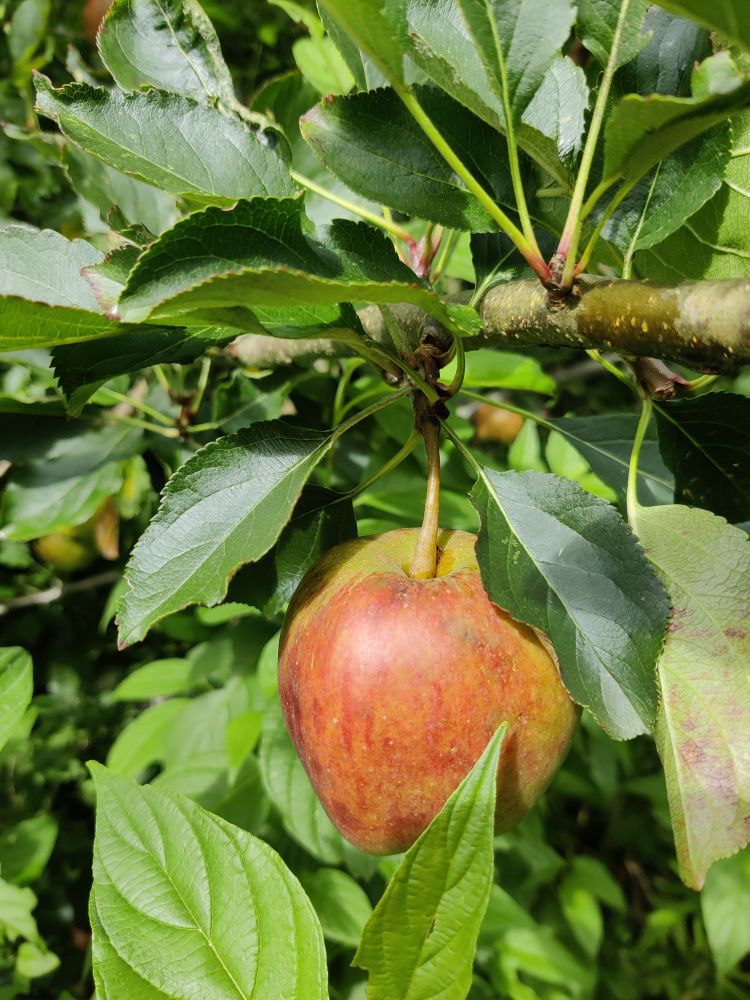 An apple hanging on a branch full of foliage, a little glossy in the sun.