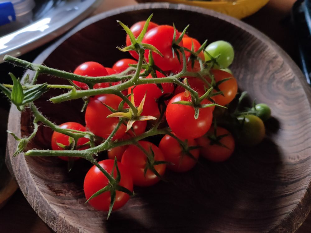 A wooden bowl filled with freshly picked cherry tomatoes, mostly red and ripe with a few still green, resting on their vine.