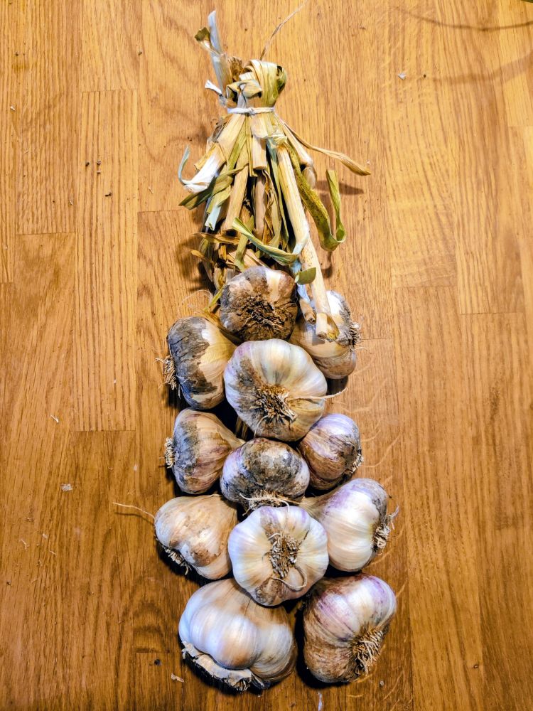 A shabbily assembled set of garlic bulbs braided together on a wooden worktop.