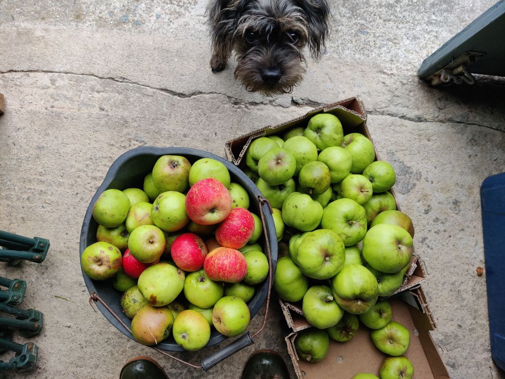 A top-down view of two containers filled with freshly picked apples on a concrete floor. The left container holds a mix of green and red apples, while the right box is filled mostly with large green apples. At the top of the image, a small scruffy dog with dark fur looks curiously up at the camera. The tips of a pair of boots are just visible at the bottom of the frame.